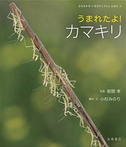 うまれたよ!　カマキリ (よみきかせいきものしゃしんえほん8) (單行本)