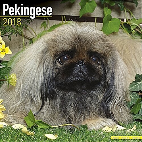Pekingese Calendar 2018 (Paperback)