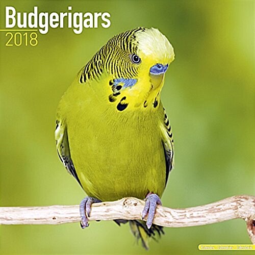 Budgerigars Calendar 2018 (Calendar)