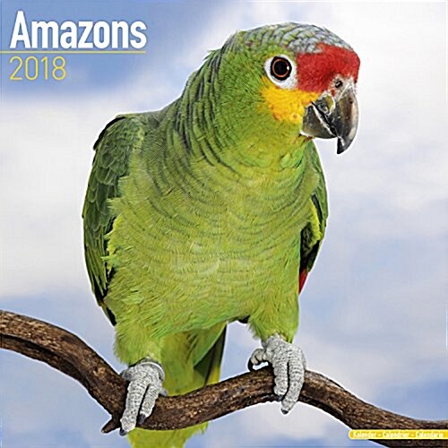 Amazons Calendar 2018 (Calendar)