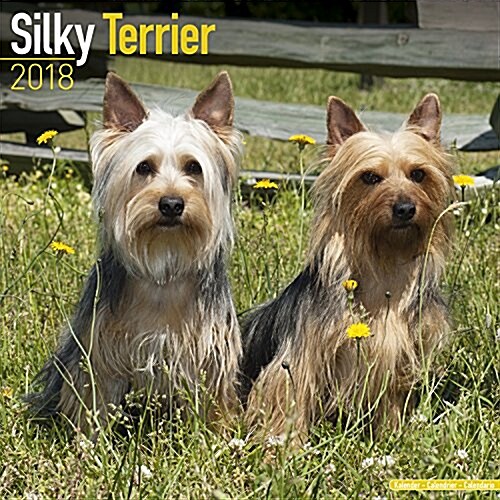 Silky Terrier Calendar 2018 (Calendar)