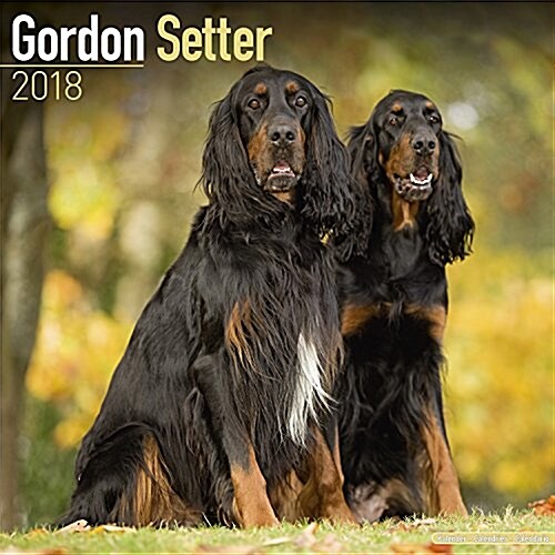 Gordon Setter Calendar 2018 (Paperback)