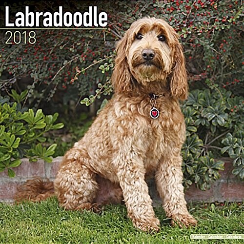 Labradoodle Calendar 2018 (Paperback)