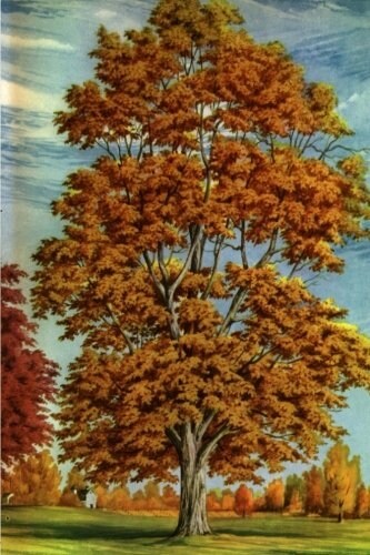 Journal Autumn Tree Fall Foliage Painting: (Notebook, Diary, Blank Book) (Paperback)