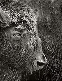 Bison: Notebook (Paperback)