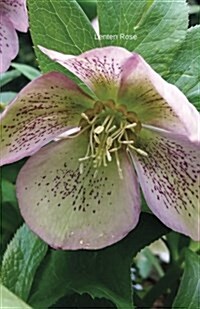 Lenten Rose: Journal (Paperback)