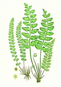 Fern Small Boxed Cards (Novelty)