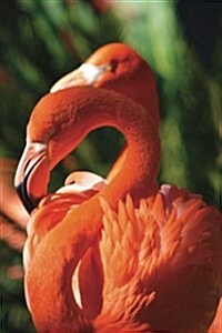 Flamingo Journal (Paperback)