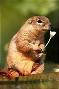 Sweet Tree Squirrel with a Flower Journal: 150 Page Lined Notebook/Diary (Paperback)
