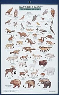 Alaskan Wildlife (Paperback)
