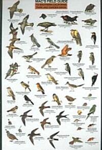 Southern California Park Backyard Birds (Other)