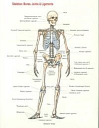 Skeleton: Bones, Joints & Ligaments (Chart, 1st)