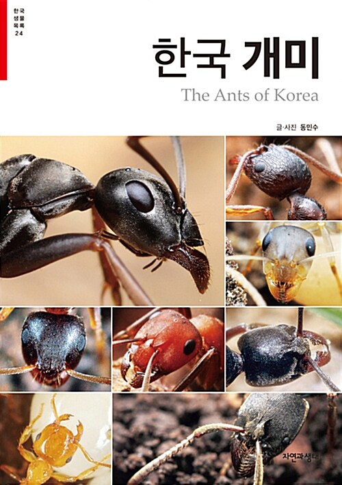 [중고] 한국 개미