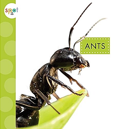 Ants (Library Binding)