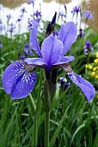 Gorgeous Blue Iris Up Close Flower Journal: 150 Page Lined Notebook/Diary (Paperback)