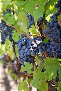 Ripe Purple Grapes on the Vine in a Vineyard Journal: 150 Page Lined Notebook/Diary (Paperback)