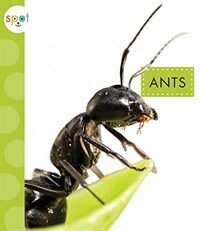 Ants (Paperback)