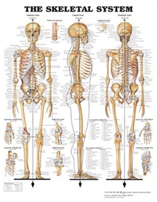 Skeletal System - Large Decal Chart (Other)