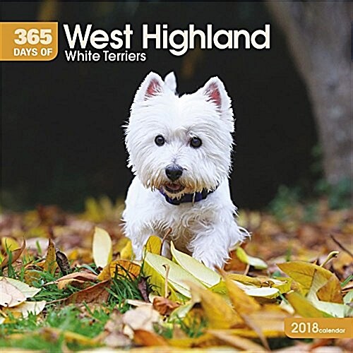 West Highland White Terriers 365 Days W (Paperback)