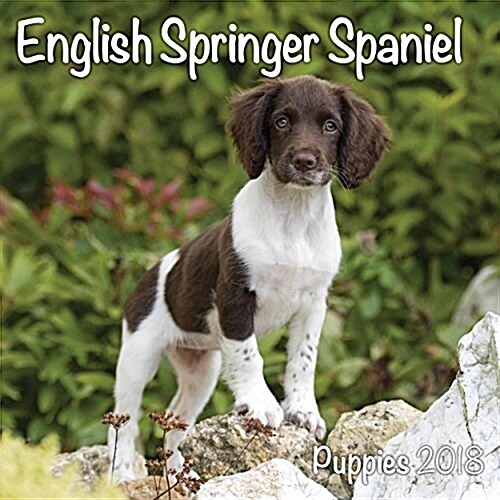 English Springer Spaniel Puppies M (Paperback)