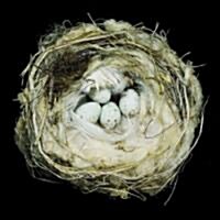 Nests: Fifty Nests and the Birds That Built Them (Hardcover)