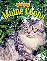 Maine Coons: Super Big (Library Binding)
