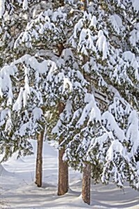 Winter Snow Covered Evergreen Trees Journal: (Notebook, Diary, Blank Book) (Paperback)