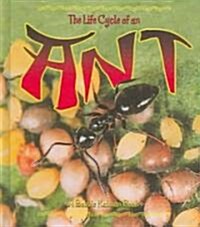 The Life Cycle of an Ant (Hardcover)