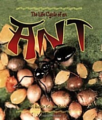 The Life Cycle of an Ant (Paperback)
