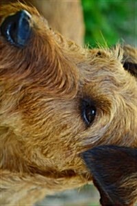 Irish Terrier Profile Journal: Take Notes, Write Down Memories in This 150 Page Lined Journal (Paperback)