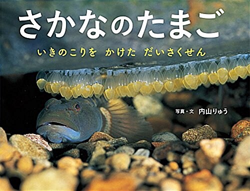 さかなのたまご: いきのこりを かけた だいさくせん (ふしぎいっぱい寫眞繪本 31) (大型本)