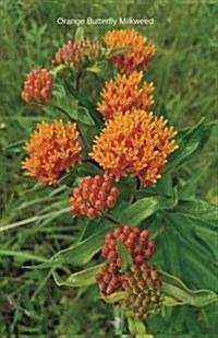 Orange Butterfly Milkweed: Journal/Planner (Paperback)