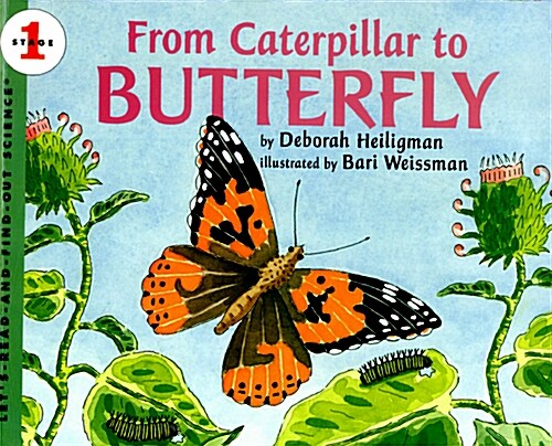 [중고] From Caterpillar to Butterfly (Paperback)