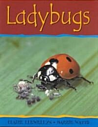 Ladybugs (Paperback)