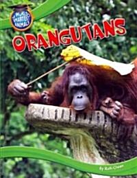 Orangutans (Paperback)