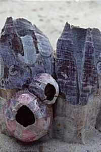 Barnacle Shells in the Sand Journal: Take Notes, Write Down Memories in This 150 Page Lined Journal (Paperback)