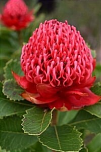 Waratah Flower in the Garden Journal: Take Notes, Write Down Memories in This 150 Page Lined Journal (Paperback)