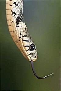 Grass Snake: Notebook (Paperback)
