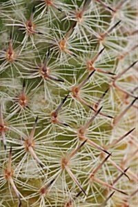 Cactus Notebook (Paperback)