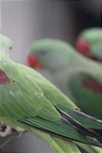 Indian Ringneck Parrots Notebook (Paperback)