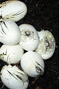 Snake Eggs and Hatchlings: Notebook (Paperback)