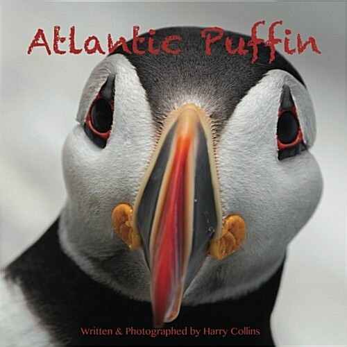 Atlantic Puffin (Paperback)