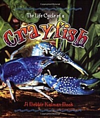 [중고] The Life Cycle of a Crayfish (Paperback)