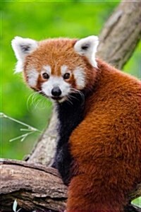 A Red Panda Looking Back Journal: Take Notes, Write Down Memories in This 150 Page Lined Journal (Paperback)