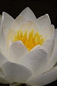 White Water Lily Covered in Morning Dew Journal: Take Notes, Write Down Memories in This 150 Page Lined Journal (Paperback)