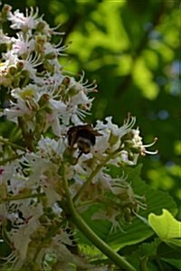 Chestnut Tree Blooming in Spring Journal: Take Notes, Write Down Memories in This 150 Page Lined Journal (Paperback)