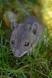 Field Mouse in a Meadow Journal: Take Notes, Write Down Memories in This 150 Page Lined Journal (Paperback)