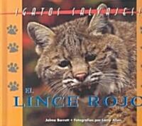 El Lince Rojo/the Bobcat (Hardcover)