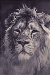 Lion Notebook (Paperback)