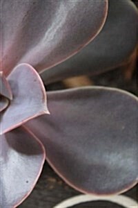 Succulent Notebook (Paperback)